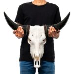 Bull Skull Wall Art — bold animal sculpture wall decor with bleached white skull and dark polished horns for modern wall art decor