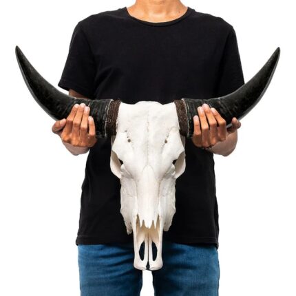 Bull Skull Wall Art — bold animal sculpture wall decor with bleached white skull and dark polished horns for modern wall art decor