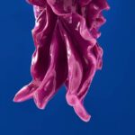 CEILING LIGHT JELLYFISH AVA MAGENTA