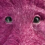 Wall Lamp Wild Boar Willy Magenta