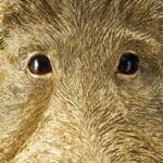 Wall Lamp Wild Boar / Pig Willy Gold