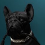 Table Lamp Dog Francis Black