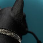 Table Lamp Dog Francis Black