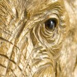 Wall Lamp Elephant Jumbo Gold