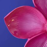 Bloom Flower Wall Light Magenta Decorative Wall Lights