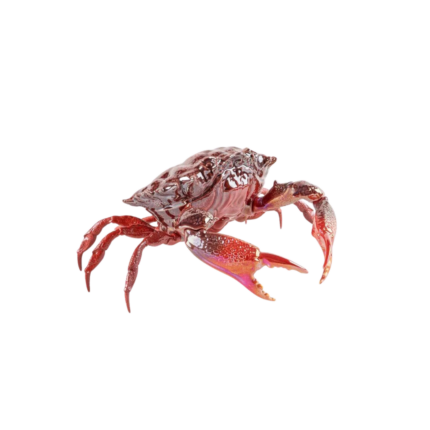 CRAB SCULPTURE RED from the Kings of the Sea collection by sculptor José Luis Santes