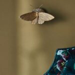 LUNA METAL MOTH WALL SCONCE