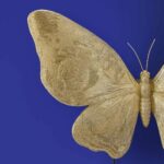 ELEGANT BUTTERFLY GOLD WALL LAMP